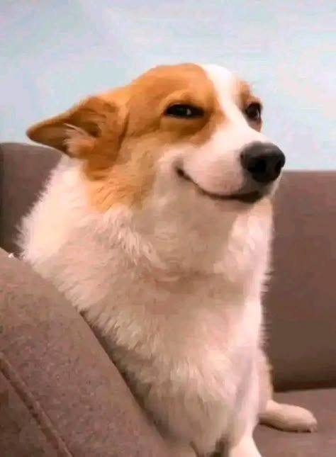 dog meme blank meme template
