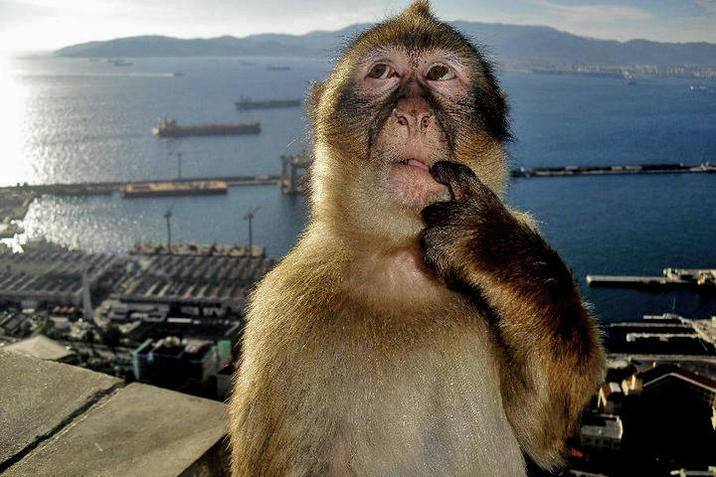 monkey thinking meme blank meme template