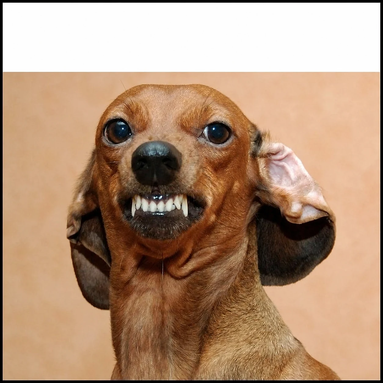 dog memes blank meme template