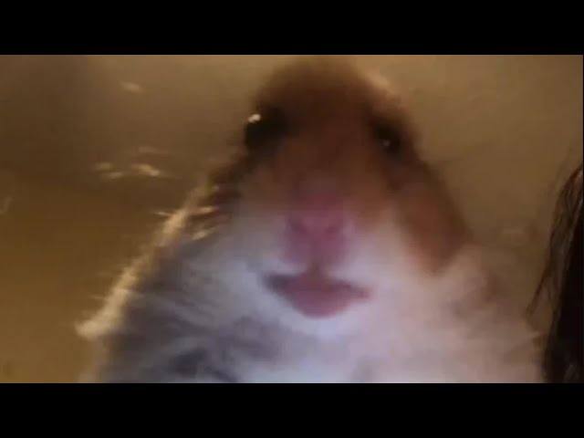 hamster meme blank meme template