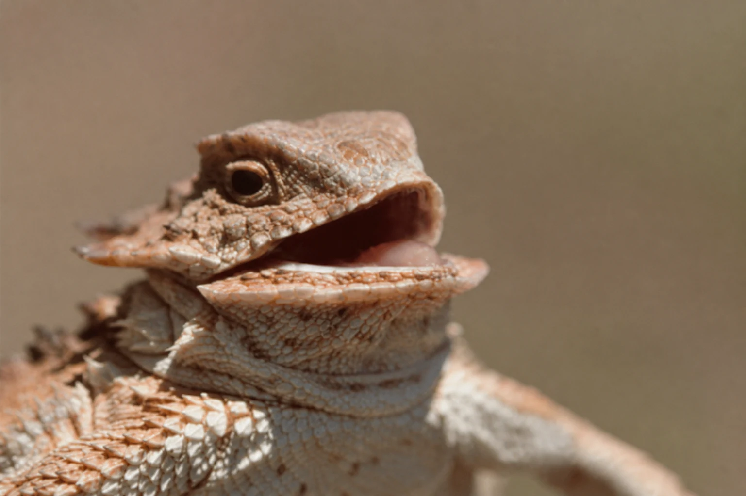 lizard meme blank meme template