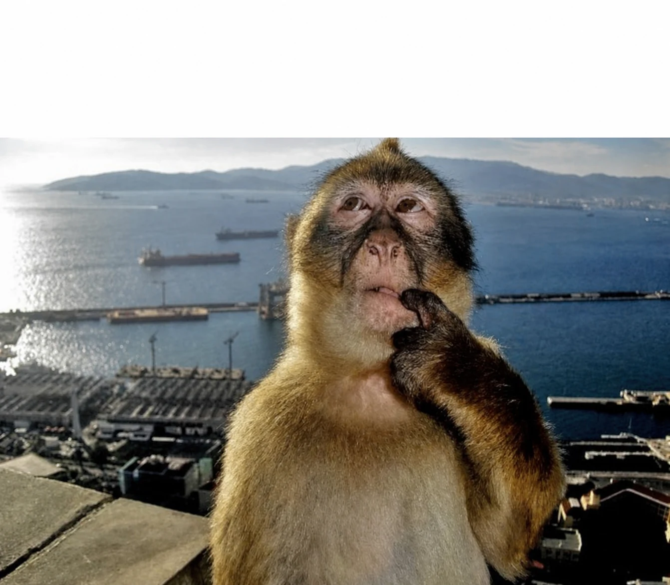 monkey meme blank meme template